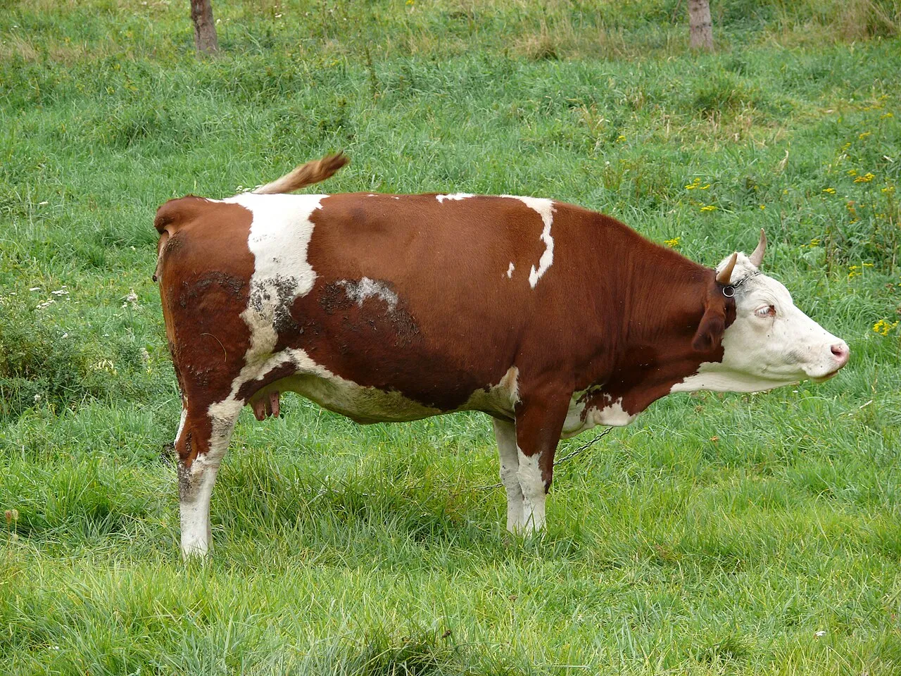 Een koe grazend in de Turiec-regio in Slowakije.
